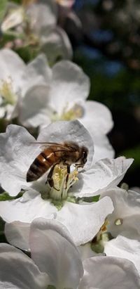 Garten 12 Biene auf Apfelbl&uuml;te von E. Schindler