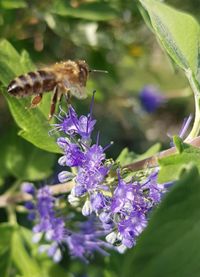 Garten 33 Biene im Flug von E. Fr&uuml;hbei&szlig;er